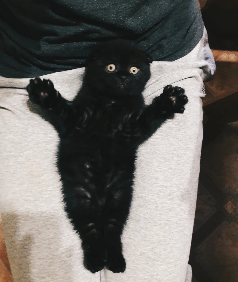 Vince as a kitten, a small black cat curled on someone's lap, eyes wide open