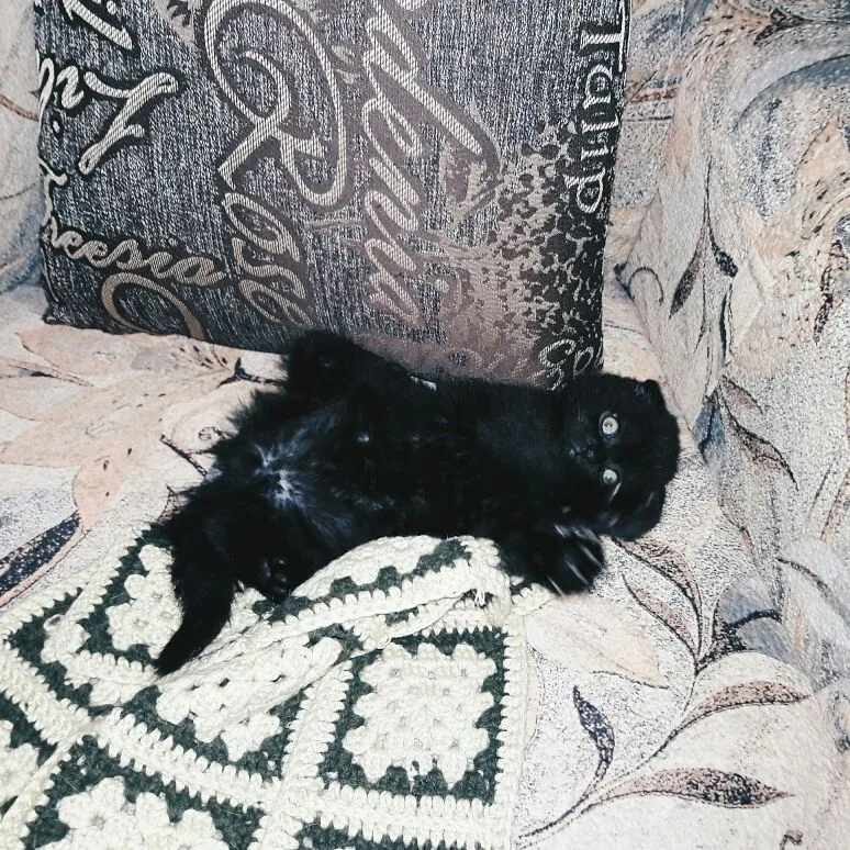 Vince as a kitten on a sofa, beside a crocheted blanket