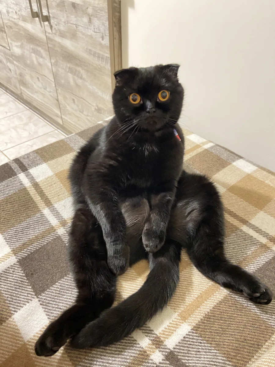 Vince grown up, a black cat sitting upright